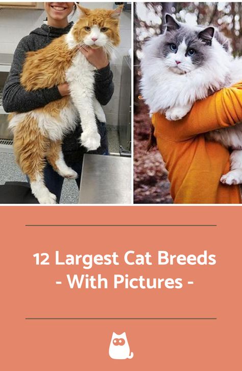 Largest Cat Breeds, Biggest Cat Breeds, Big Cat Breeds, Big Cats In Boxes, Biggest Cat In The World, Biggest House, Exotic Cat Breeds, Big House Cats, Cat Breeds Chart