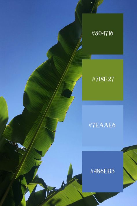 The Blue Green image features large, vibrant green banana leaves against a clear blue sky, highlighting the natural contrast and beauty of green foliage and the sky's blue backdrop. Blue And Lime Green Color Palette, Green And Blue Palette Color, Pantone Blue Green, Colors That Go With Blue Colour Palettes, Blueberry Color Palette, Green And Blue Colour Palette, Blue Yellow Green Color Palette, Blue Green Colour Palette, Green Colour Combinations