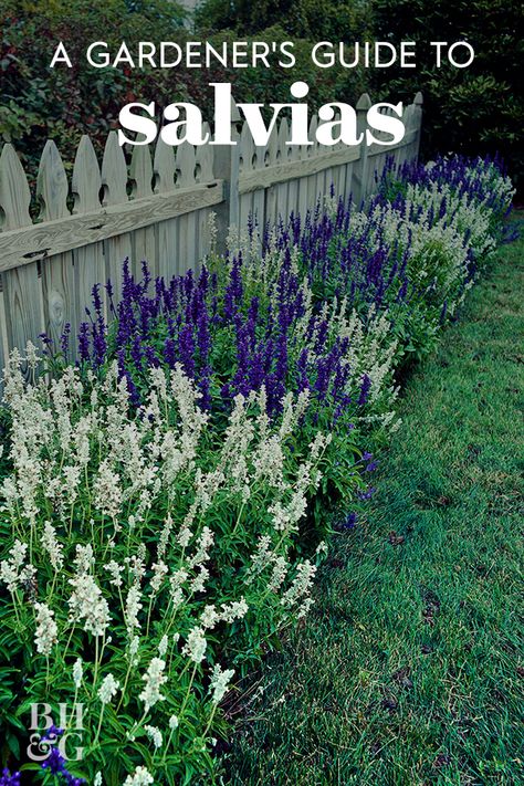 Salvias, also called sages, are easy to grow, bloom abundantly, and great looking in the landscape. Use this guide to find the best types of salvia for your garden. #gardening #gardenideas #gardentips #gardeningguide #gardenlandscaping #bhg Salvia Plants, Tattoo Plant, Garden Wallpaper, Front Landscaping, Garden Types, Have Inspiration, Garden Yard Ideas, House Diy, Perennial Garden