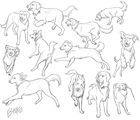 Dog Sketch Reference, Golden Retriever Drawing Tutorial, Dog Action Poses, Dogs Playing Drawing, Golden Retriever Reference, Dog Playing Drawing, Dog Poses Drawing, Dog Running Drawing, Dog Poses Reference