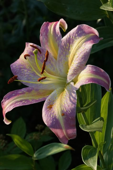 Lillies Flowers, Purple Lilies, Day Lilly, Flower References, Flowers Lily, Lilies Flowers, Purple Lily, Lilly Flower, Day Lily