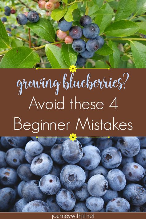 Blueberries Growing, Blueberry Gardening, Compost Container, Growing Blueberries, Berry Garden, Blueberry Plant, Berry Bushes, Blueberry Bushes, Veg Garden