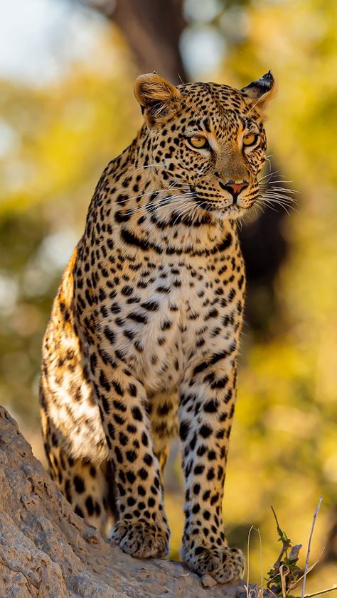 Big Cats Photography, Jaguar Leopard, Jaguar Animal, Wild Animal Wallpaper, Wild Animals Photography, Wild Animals Pictures, Exotic Cats, Majestic Animals, African Wildlife