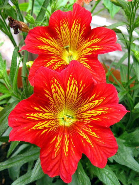 Painted-Tongue: Salpiglossis sp.[Family: Solanaceae] - Flickr - Photo Sharing! Strange Flowers, Beautiful Flowers Photography, Wonderful Flowers, Unusual Flowers, Most Beautiful Flowers, Rare Flowers, Beautiful Rose Flowers, Beautiful Flowers Pictures, Exotic Plants