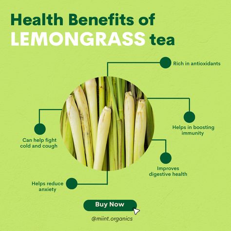 Lemon Grass Benefits, Lemon Grass Tea Benefits, Lemongrass Benefits, Lemongrass Drink, House Tree Plants, Lemon Grass Tea, Plantain Herb, Best Summer Drinks, Healthy Teas Recipes