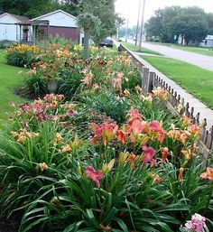 Daylilies on Pinterest | Day Lilies, Spider and Daylily Garden Daylily Garden, Lily Garden, Real Star, Day Lilies, Sun Water, Early Autumn, Yard Design, Garden Pests, Daylilies