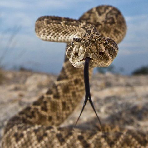 From @kaigner: "Texas: One of the most misunderstood creatures is the snake. The most hated of all-is the Rattlesnake. So hated, that they are usually killed on sight on farms and ranches; so hated that there are roundups in their name, where slaughtering masses of the snakes is deemed as 'fun for the whole family.' When you harass this animal you certainly get a response. If you leave it alone, nine times out of ten, you barely get a rattle. Western Diamondback Rattlesnake (Crotalus atrox)" Diamondback Rattlesnake, Rattle Snake, Snake Drawing, North American Wildlife, Snake Venom, Cute Reptiles, Cute Snake, Reptile Snakes, Snake Art