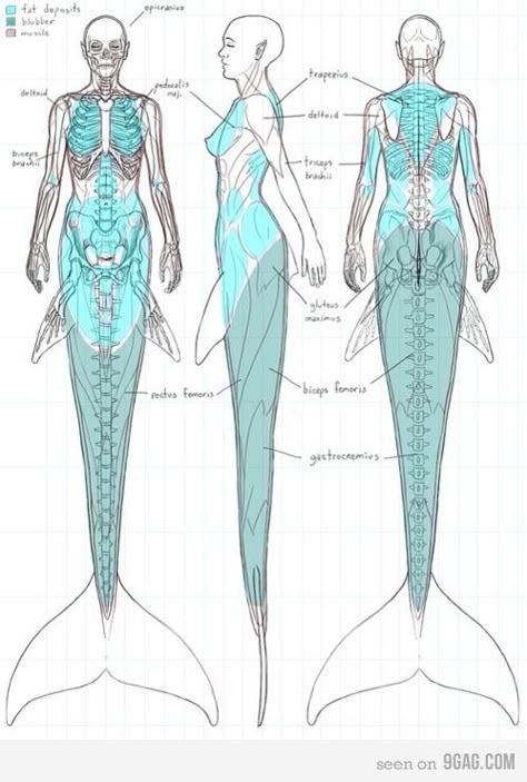 Anatomy Of A Mermaid. Now I just like seeing all you dumbasses argue over a drawing. Haha :) Real Mermaids, Samurai Tattoo, Mermaids And Mermen, Mermaid Life, Children's Rights, Vampire Knight, Poses References, Mermaid Art, Anatomy Reference