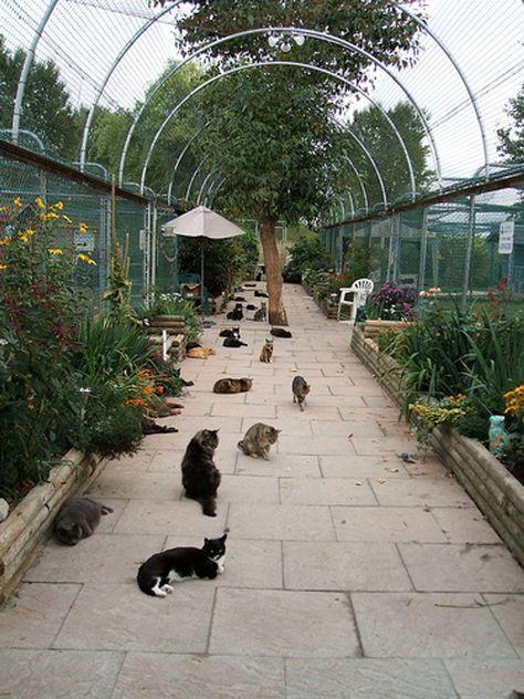 Animal Shelter Design, Cat Paradise, Cat Farm, Garden Fence Ideas, Cat Fence, Cat Patio, Cat Hotel, Outdoor Cat Enclosure, Cat Sanctuary