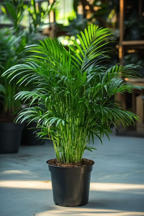 Asian Plants Outdoor, Palm Indoor Plant, Palm Plant Indoor, Palm Tree Indoor, Indoor Palm Plants, Lady Palm, Indoor Palm, Chamaedorea Elegans, Indoor Palm Trees