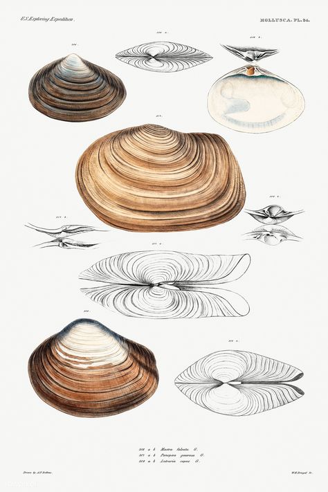 Shell Architecture, Organic Architecture Concept, Shell Illustration, Biomimicry Architecture, Form Architecture, Shell Structure, Seashell Design, Clam Shells, Concept Models Architecture