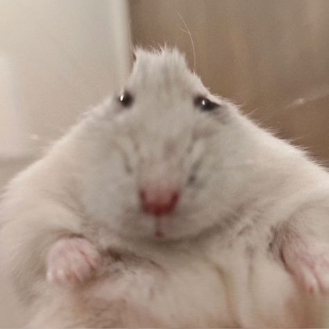 Emo Hamster, Weird Hamster, Hamster Random, Silly Hamster, Rat Pfp, Hamster Clothes, Hamster Memes, Mr Bombastic, Fat Hamster