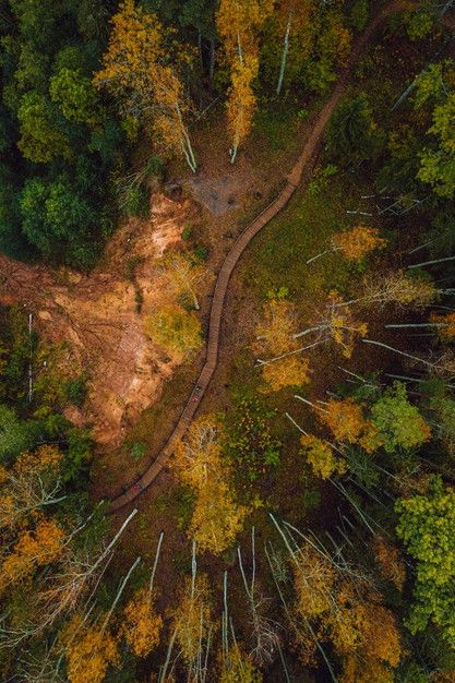 Birds Eye View Art, Forest Birds Eye View, Forest Overview, Forest Perspective, Worm Eye View, Forest Top View, Forest From Above, B Background, Back Aesthetic