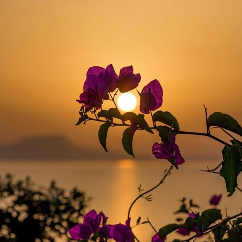 Rethemnos sunsets 🌅 ... #instalike #photoshoot #photography #photooftheday #nikond750 #kings_greece #kings_alltags #nature_greece… Illusion Fotografie, Flor Iphone Wallpaper, Summer Nature Photography, Beautiful Flowers Wallpapers, Beautiful Nature Wallpaper, Rose Wallpaper, Photography Wallpaper, Cute Profile Pictures, Nature Images