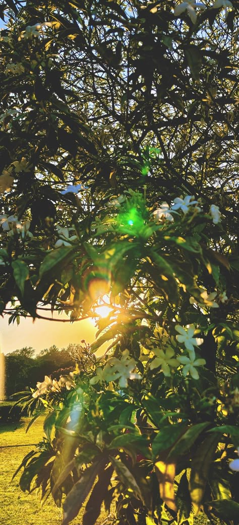 Trees, green grass, flowers and rising sun Sun Rise Videos Morning Sunrises, Morning Flowers Beautiful, Morning Photography, Sunrise Pictures, Different Art, Flower Bouquet Diy, Sun Photo, Beautiful Flowers Photography, Sunrise Photos