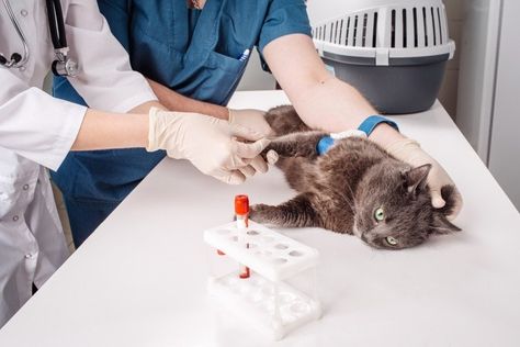 Cat Blood Test Normal Values: Test Results Explained (Vet Reviewed) | Hepper Normal Values, Blood Test Results, Cat Vet, Older Cats, Pet Supplements, Chronic Inflammation, Blood Test, Animal Hospital, Cat Pin