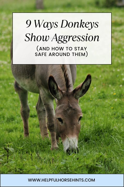 Many farms all over the country have at least one donkey as a pet or as a guardian for livestock. Donkeys are usually fun, lovable animals that only occasionally display signs of aggression. Donkeys are not shy about showing aggression, so you can detect it easily if you know what to look for. Recognizing the different ways that donkeys show aggression can help donkey owners deescalate the situation before things get bad.  #donkey #donkeylover #safetyfarming #donkeyaggresion #helpfulhorsehints Diy Donkey Shelter, Donkey Paddock Ideas, Donkey Hoof Trimming, Miniature Donkey Shelter, Donkey Enclosure, Mini Donkey Care, Mini Donkey Shelter, Donkey Enrichment, Raising Donkeys