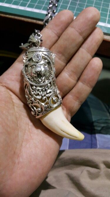 Genuine Tiger Teeth / Fang Pendant Lion Nails, Tiger Teeth, Gold Pendants For Men, Tiger Nails, Tiger Claw, Tiger Tooth, Diamond Necklace Simple, Tiger Pendant, Tiger Painting