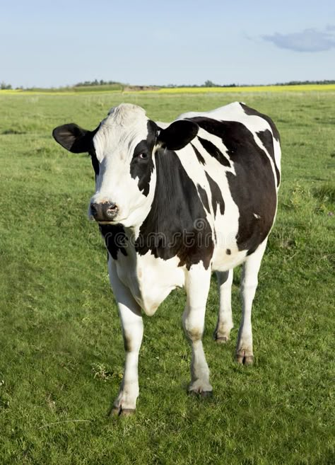 Dairy Cows Holstein, Dairy Farm Wedding, Pet Cows, Cow Ears, Cow Photos, Dairy Cattle, Holstein Cows, Dairy Cow, Fluffy Cows