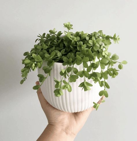 White Flower Pots Indoor Plants, Small Pot Flowers, Small Pot Plants Indoor, Small Plants For Bedroom, Peperomia Hoffmannii, Small Plant Aesthetic, Cute Houseplants, Small Plants Indoor Decoration, Small House Plants Indoor