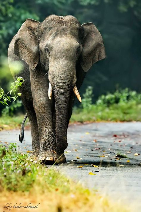 Elephant Pictures Photography, Indian Wildlife Photography, Elephants Photography, Elephant Art Drawing, Indian Elephant Art, Realistic Photography, Elephant Indian, Elephant Backpack, National Geographic Photography