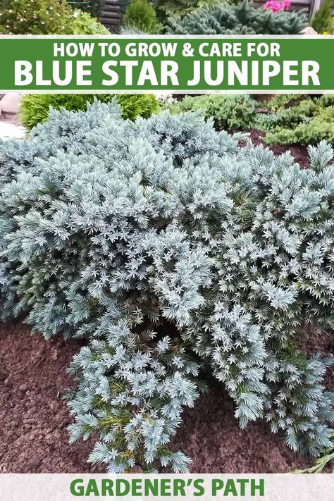 Front Garden Design Ideas, Juniper Shrub, Juniper Plant, Blue Star Juniper, Colorado Landscaping, Juniper Bush, Homestead Gardening, Evergreen Landscape, Water Wise Landscaping