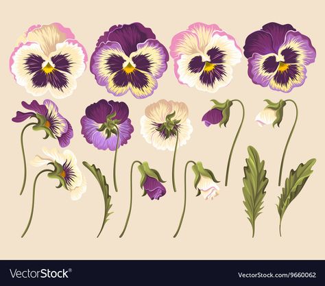 Flower Vector Art, Pansy Flowers, Flower Vector, Flowers Vector, Pansies Flowers, Botanical Drawings, Arte Floral, Painting Art Projects, Botanical Illustration