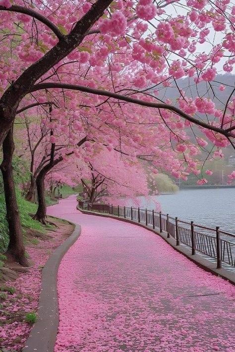 National Geographic Nature | The cherry blossoms in Japan🩷 | Facebook Cherry Blossoms In Japan, Cherry Blossom Pictures, Japan Cherry Blossom, Cherry Blossom Japan, Pink Nature, Japan Photography, Cherry Blossom Season, Sakura Cherry Blossom, Japan Aesthetic