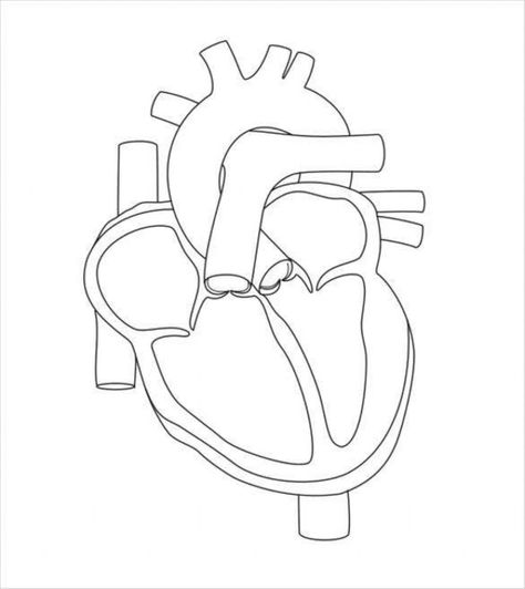 Labels Drawing, Simple Heart Diagram, Anatomy Template, Heart Anatomy Drawing, Heart Worksheet, Human Heart Diagram, Body Templates, Diagram Drawing, Blank Drawing