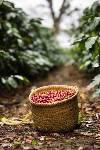 Coffee Farming, Coffee Process, Photo Yoga, Honey Coffee, Decaffeinated Coffee, Coffee Board, Friends Nature, Coffee Box, Coffee Roastery