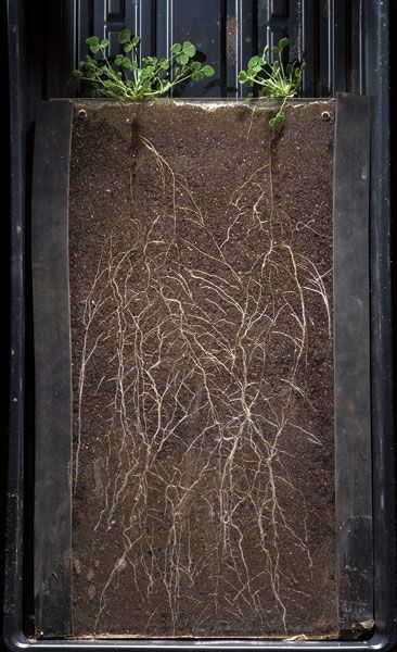 Soil Art, Healthy Soil, Tree Textures, Permaculture Gardening, Soil Layers, Soil Health, Plant Combinations, Research Institute, Plant Roots