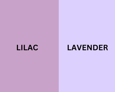 Lilac Vs Lavender Color, Lavender Vs Lilac, Colors That Go With Lavender, Lilac Vs Lavender, Lilac Color Combinations, Lavender Colour Suit, Lavender Colour Combination, Lilac Colour Combinations, Lavender Color Aesthetic