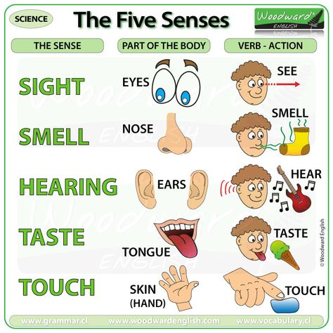 The Five Senses | | Woodward English Sense Organs Chart, Basic English For Kids, Woodward English, Five Senses Worksheet, Senses Activities, The Five Senses, Sense Of Sight, English Worksheets For Kids, Five Senses