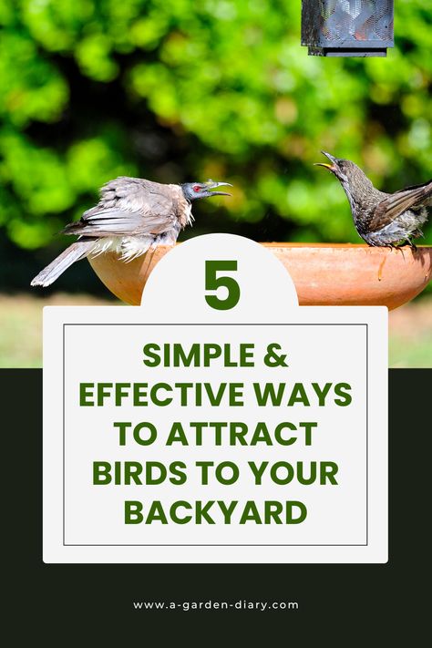 Transform your outdoor space into a haven for feathered friends with these 5 simple & effective ways to attract birds to your backyard. From choosing the right bird feeders and native plants to providing fresh water and cozy shelter, these easy steps will invite a chorus of chirps and flashes of color. Discover how to make your garden a wildlife-friendly paradise and enjoy the natural beauty of birds visiting your own sanctuary. Start creating your bird-friendly backyard today! How To Attract Birds To Your Garden, Backyard Bird Sanctuary Ideas, Bird Sanctuary Ideas Backyards, Fast Growing Flowers, Backyard Birds Sanctuary, Solar Powered Fountain, Bird Paradise, Garden Diary, Bird Sanctuary