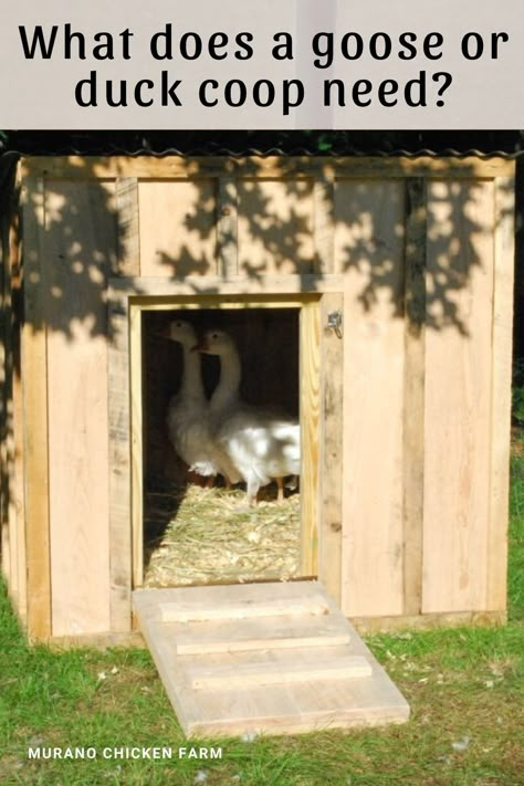 Building a goose coop or duck house. Waterfowl don't need the same things as chickens do, so building ducks or geese a coop is slightly different than building a chicken coop. I'll show you how. #homesteading Diy Duck Enclosure, Duck Enclosure Ideas, Goose Coop, Duck House Diy, Quack Shack, Duck Enclosure, Duck House Plans, Sebastopol Geese, Duck Pens