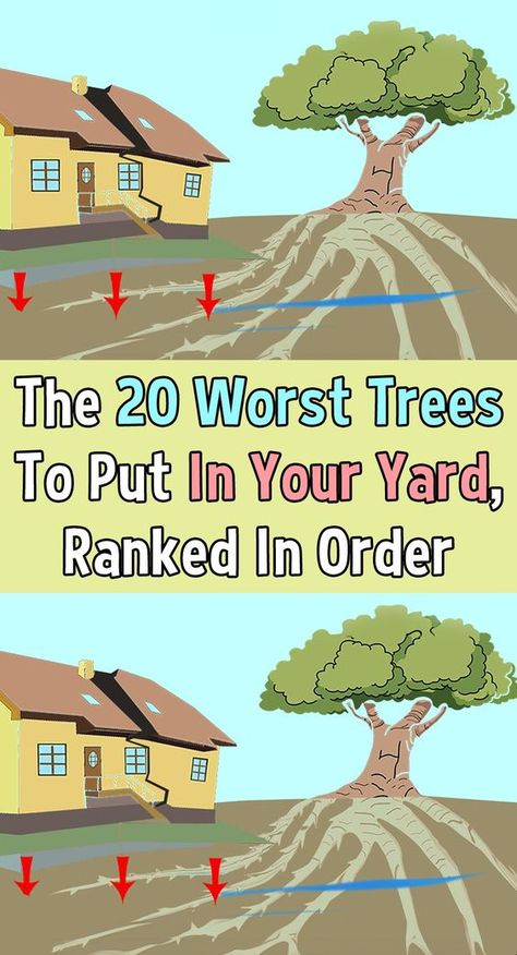 The last thing anyone wants is to have plants damaging their property. Here are 20 trees to avoid. Tree Landscaping Ideas Backyards, Tree Lawn Landscaping, Front Tree Ideas, Line Of Trees Landscapes, Landscape Design Trees, Planting Trees In Backyard, Big Open Yard Landscaping Ideas, Long Side Yard Ideas, Honey Locust Tree Landscape