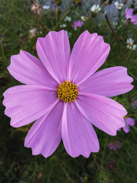 Flowers Real Photography, Photographs Of Flowers, Natural Flowers Images, Flowers Reference Photo, Upclose Flower, Flowers Close Up, Zoomed In Flower, Plant Reference Photos, Close Up Flowers Photography