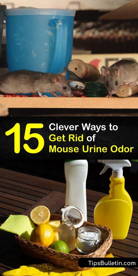 You may not be familiar with the smell of rat urine, but pee and mouse droppings in your home pose a serious risk. Discover sure-fire ways to get rid of urine odor in your home using homemade cleaners. #mouse #urine #odor #remove How To Clean Mouse Droppings, How To Get Rid Of Rat Pee Smell, How To Get Rid Of Mice Urine Smell, Get Rid Of Rats In Home, How To Get Rid Of Dog Urine Smell, Mouse Deterant, Dog Pee Smell, How To Deter Mice, Getting Rid Of Rats