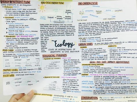 Credit: http://studyign.com/tagged/notes/page/11 Ecosystem Notes, Ecology Notes, Flow Notes, 100 Days Of Productivity, Leaving Cert, Overcoming Procrastination, Notes Page, Study Inspo, Energy Flow