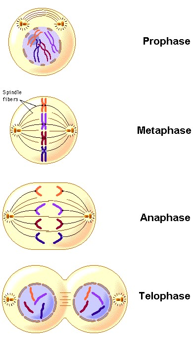 Cell Division Project, Cell Cycle Project, Cell Division Notes, Mitosis Cell Division, Stages Of Mitosis, Biology Jokes, Video Call With Boyfriend Prank, Somatic Cell, Biology Revision