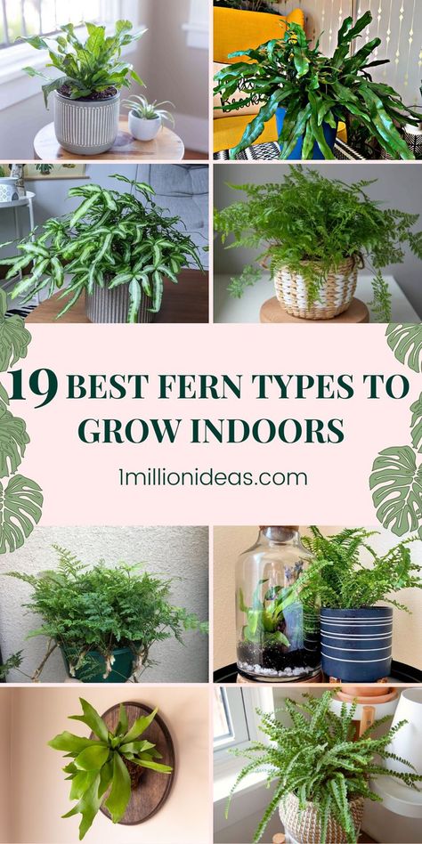 If you want a houseplant that stands out from the rest with its lush tropical foliage, indoor ferns are a lush and rewarding addition to any indoor space. And in the post today, we’ve listed the 19 Best Fern Types To Grow Indoors that you can choose from. They also look gorgeous in a range of indoor planters, pots, and hanging baskets, offering something unique to your indoor space. Indoor Ferns Decor, Fern Care Indoor, Fern Types, Types Of Fern Plants, Ceiling Plants, Indoor Planters Pots, Indoor Gardening Diy, Bird Feeders Garden, Indoor Ferns