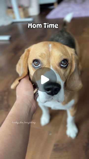 BUCKY the BEAGLE BOY on Instagram: "Beagle’s Mom Time vs Dad Time 🤣

#beaglelife #dogslife #dogsofinstagram #beagle #beaglelove" Mini Beagle, Mom Time, Beagle Funny, December 26, Dogs, Funny, On Instagram, Instagram