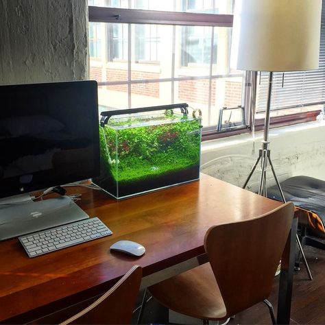 A clean desk #natureaquarium #plantedaquarium #plantedtank #aquarium #Aquascaping #shrimptank #hermanmiller #eames by shrimpery Desk Fish Tank, Work Office Desk, Freshwater Aquascape, At Work Office, Nature Tank, Aquarium Rocks, Desk At Work, Clean Desk, Shrimp Tank