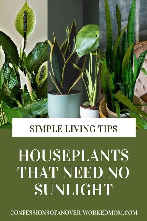 Are you looking for indoor plants that need no sunlight? Check out this list of plants that grow without sunlight and start growing today. Indoor Plants Without Sunlight, Indoor Plants That Need No Sunlight, Indoor Plants No Sunlight, No Sunlight Plants Indoor, Plants That Need No Sunlight, No Sunlight Plants, Office Plants No Sunlight, Cooling Plants, Indoor Shade Plants