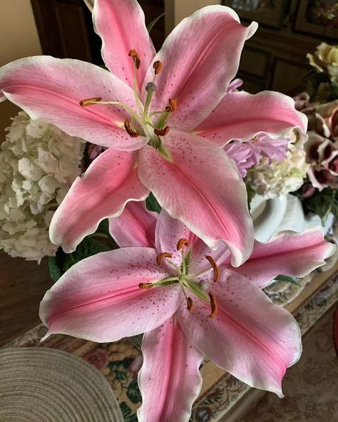 🌸🌸🌸The name lily comes from the Latin word for this type of flower, "lilium." The flowers represent purity, innocence, and rebirth🌸🌸🌸. This is my new found love 🌸🌸 Types Of Lilies, Flowers Represent, Lilly Flower, Pink And Yellow Flowers, Lily Bouquet, Stargazer Lily, Boquette Flowers, Flower Guide, Latin Word