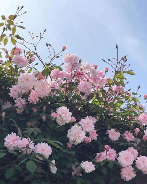 Pink Aesthetic, Pretty Flowers, Flowers Plants, A Tree, My Aesthetic, Flower Power, Pretty Things, Pink Flowers, Beautiful Flowers