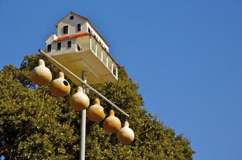 Successfully attracting the mosquito-loving purple martin to your property involves more than simply hanging a birdhouse. Purple martins rely on humans for shelter. They require... Martin House Plans, Purple Martin House Plans, Purple Martin Bird, Purple Martin Birdhouse, Martin Bird House, Martin Bird, Birdhouse Gourds, Purple Martin House, Gourd Birdhouses