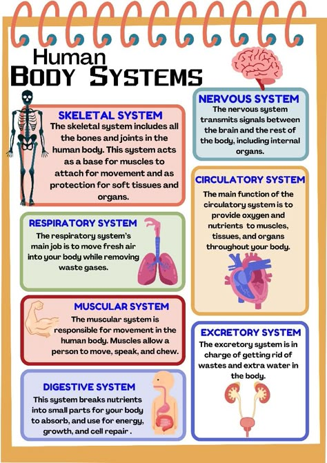 #science  #scienceworksheet #bodysystem Systems Of The Body Anatomy, Human Body Systems Projects High School, Basic Science Knowledge, Human Body Systems Notes, Science Basics, Body Systems Project, Human Body System, Nursing School Studying Cheat Sheets, Types Of Science