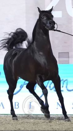 Black Arabian Horse, Egyptian Arabian Horses, Stallion Horse, Stallion Horses, Arabian Stallions, Beautiful Horse Pictures, Amazing Animal Pictures, Stunt Doubles, Gorgeous Horses