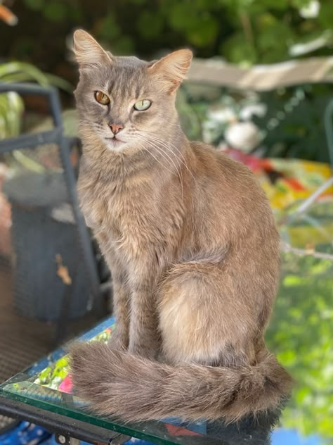 My feral cat Pachona 2021 Feral Cat, Pet Finder, Cat Anatomy, Warrior Cat Oc, Cat Oc, Cat Reference, Warrior Cats Art, Cat Pose, Feral Cats